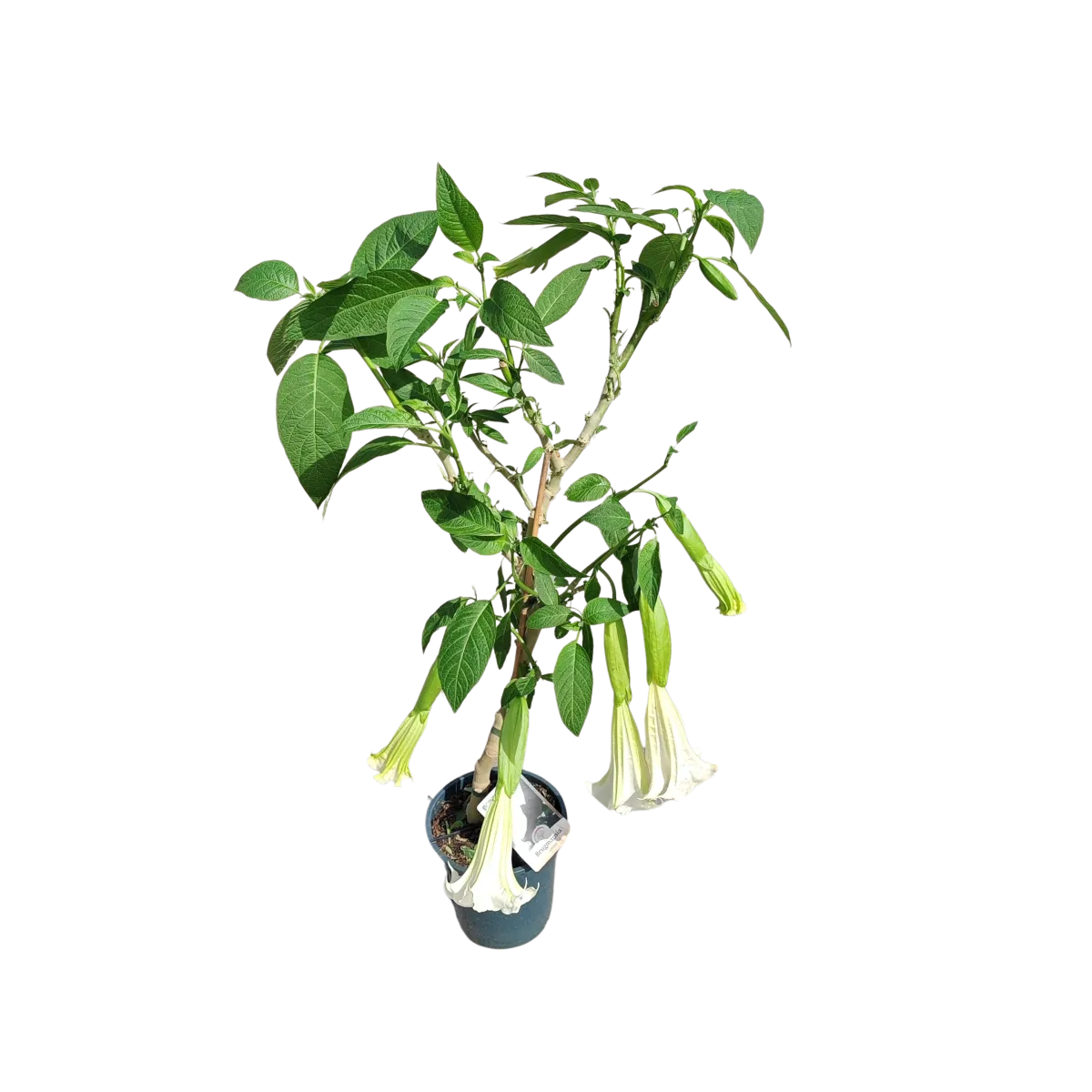 brugmansia/anđeoska truba - slika 5