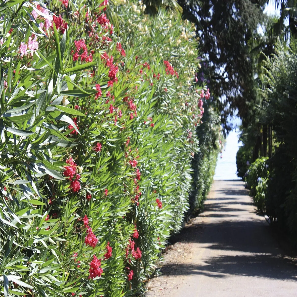 Nerium Oleander - Nurkovac, Brestovac