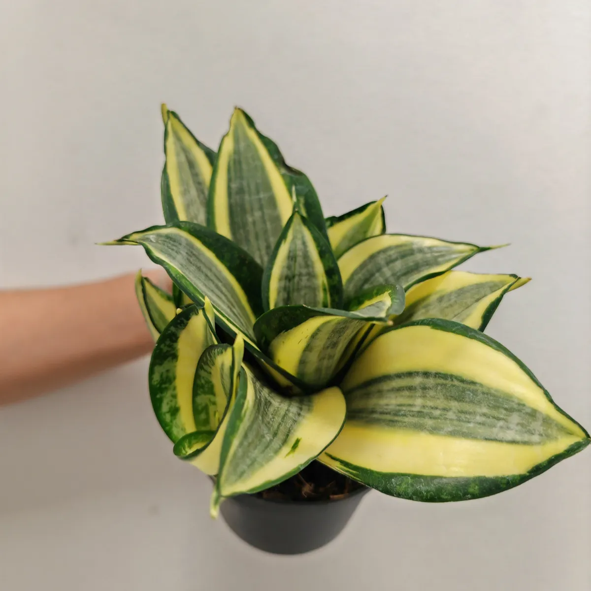 SANSEVIERIA “Hahnii Jade” multicolor - Brestovac