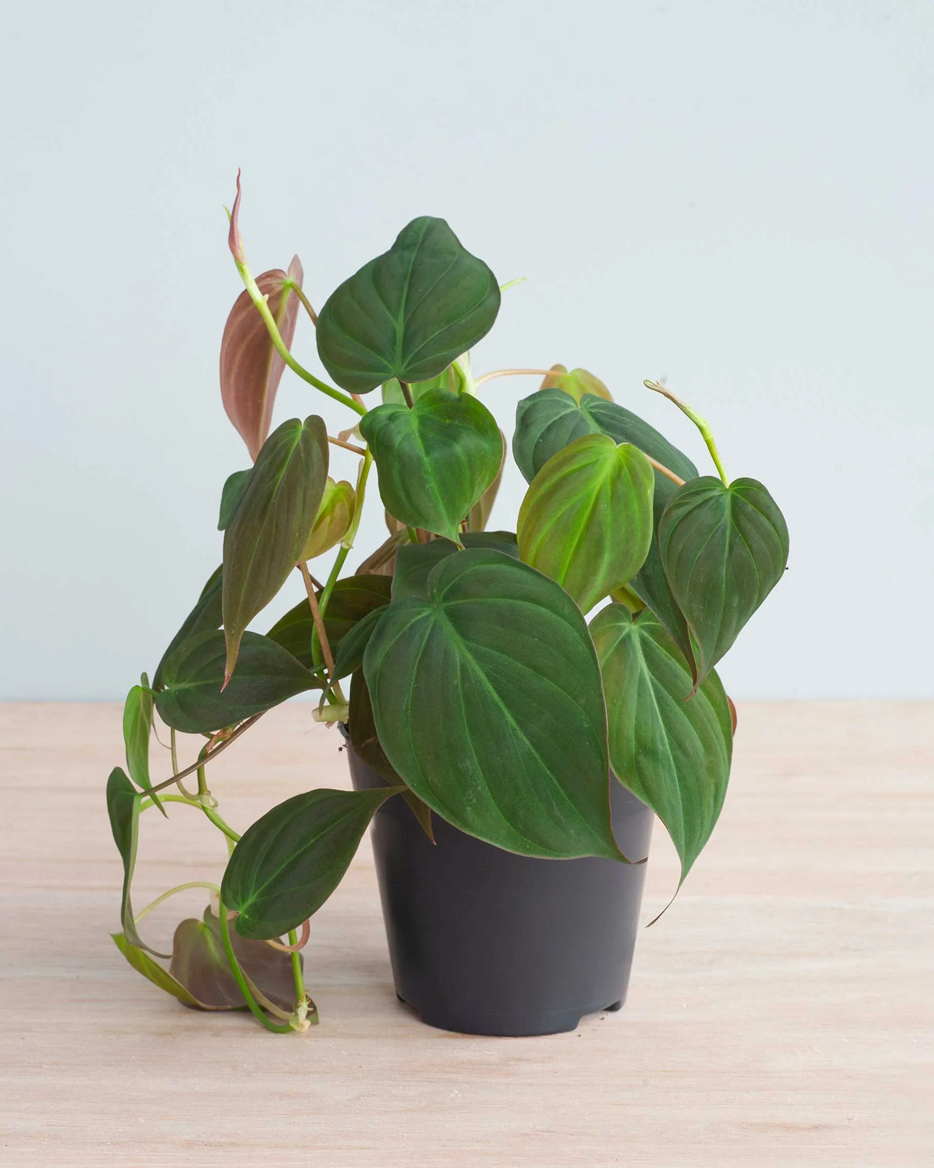 philodendron scandens “micans” - slika 3