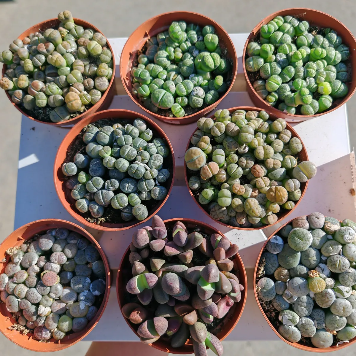 lithops species - slika 2