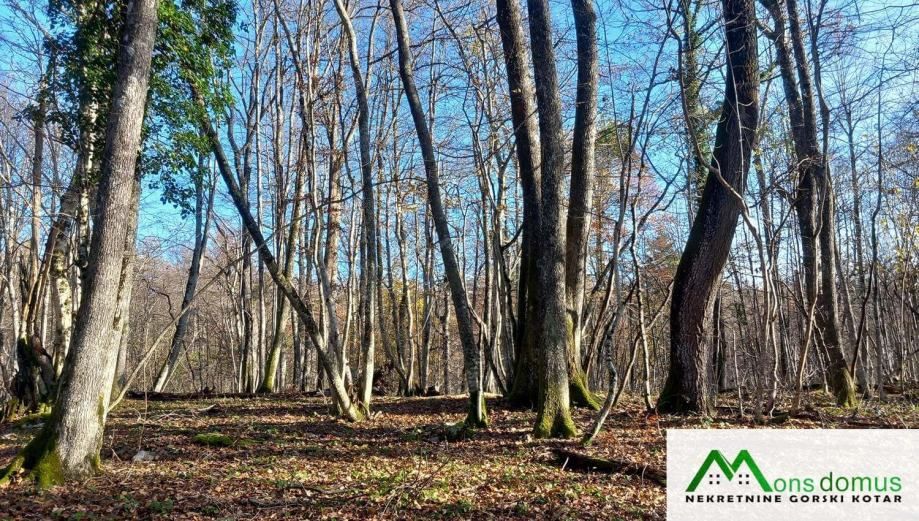 Ulaganje u budućnost.. 144.635 m2 šume! - Vrbovsko