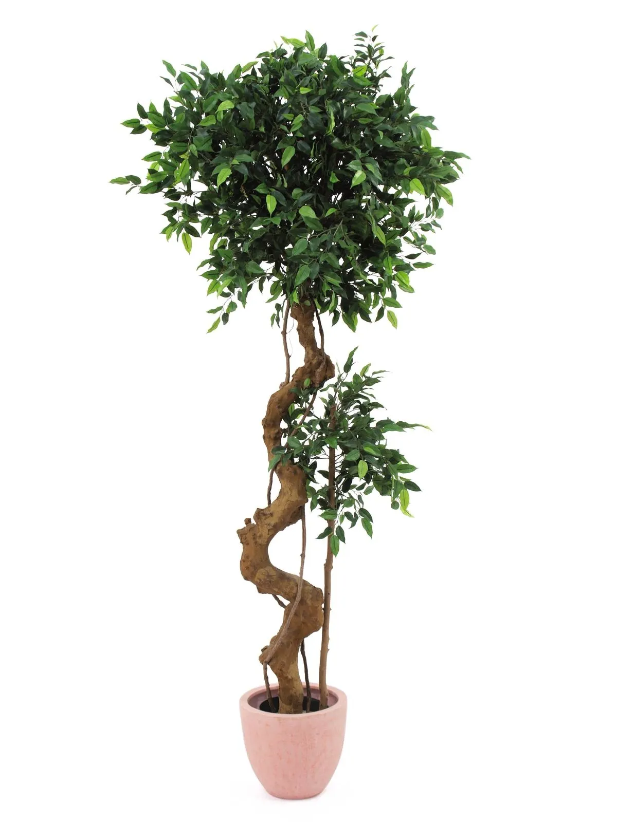 EUROPALMS Ficus bonsai trunk, 170cm - Split