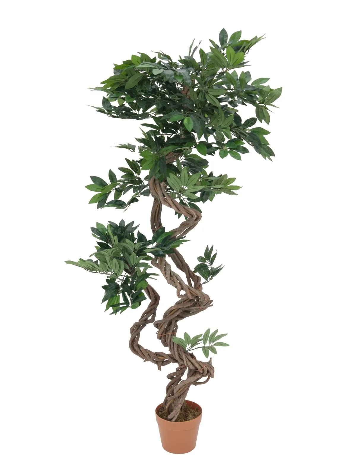 EUROPALMS Ficus spiral trunk, 160cm - Split
