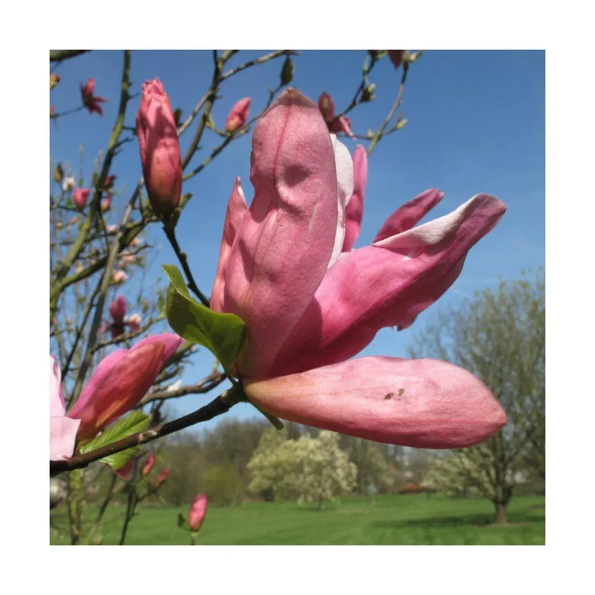 magnolia”daybreak”-mirisna - slika 2