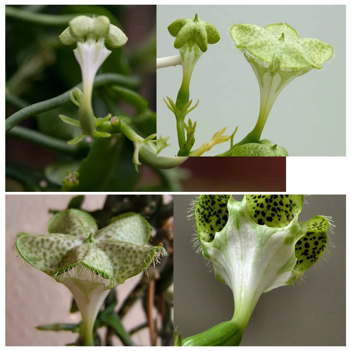 ceropegia sandersonii - slika 2