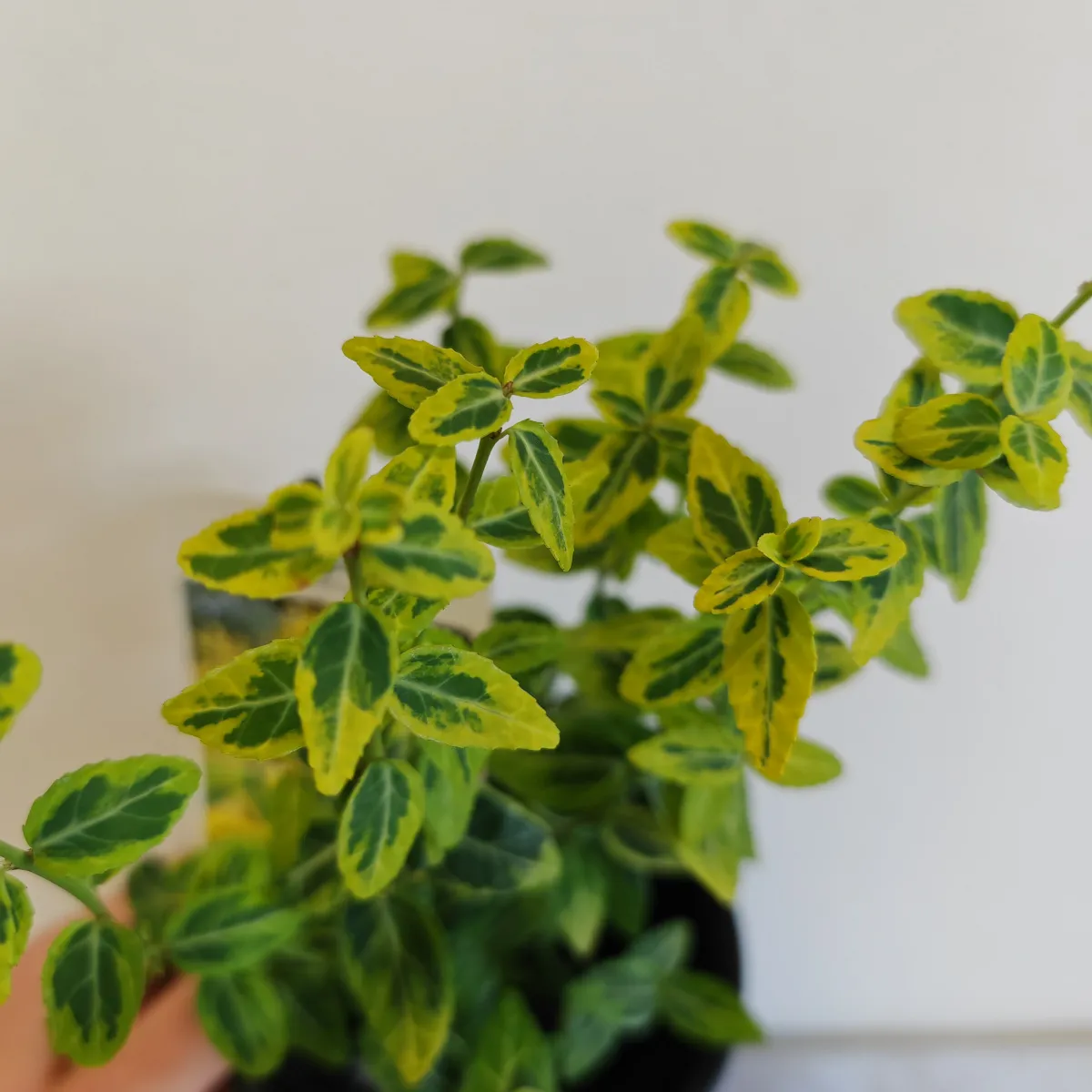 euonymus fort “emerald ‘n’ gold” - slika 3