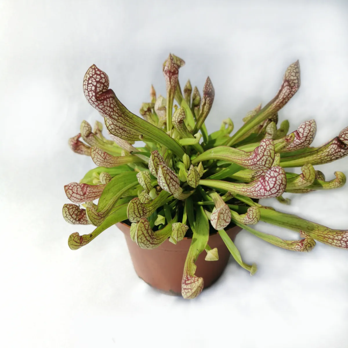 dionaea muscipulata/muholovke - slika 4
