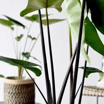 alocasia zebrina black - slika 2