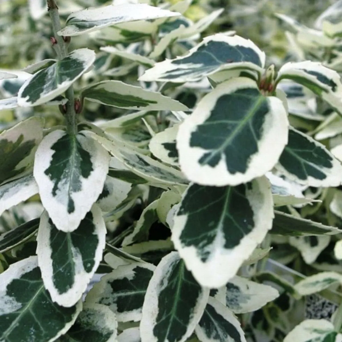 EUONYMUS FOR.” Dart’s Delight” - Nurkovac, Brestovac