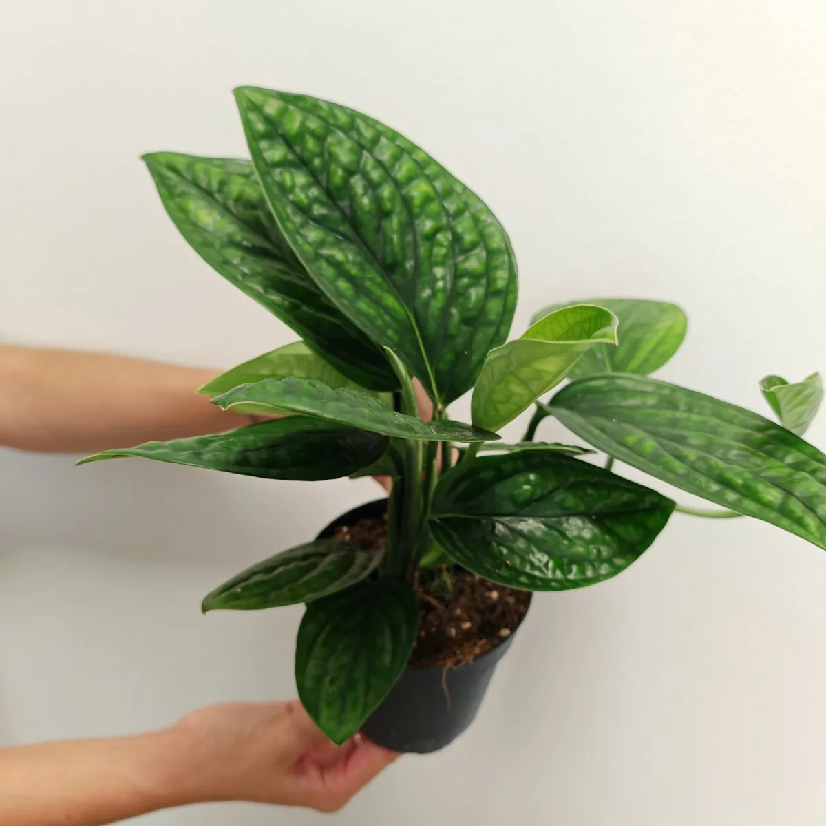 epipremnum pinn “marble planet” - slika 4