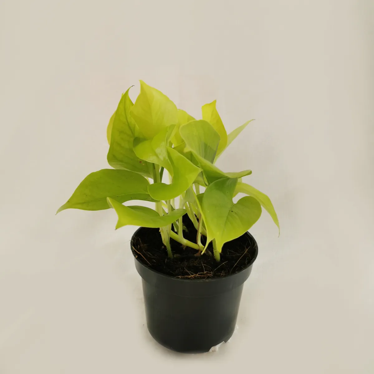 epipremnum p. “golden pothos” - slika 3