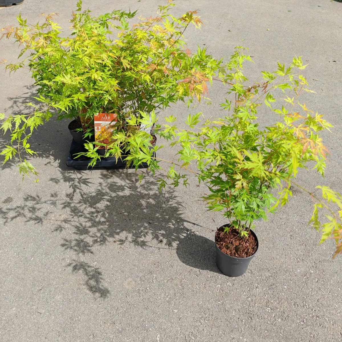 acer palmatum “orange lace” - slika 2