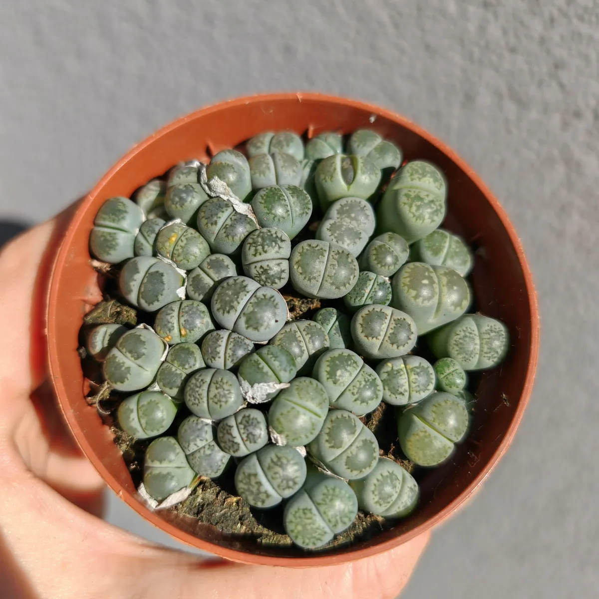 lithops species - slika 6