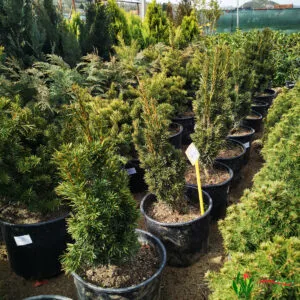taxus baccata/tisa - slika 3