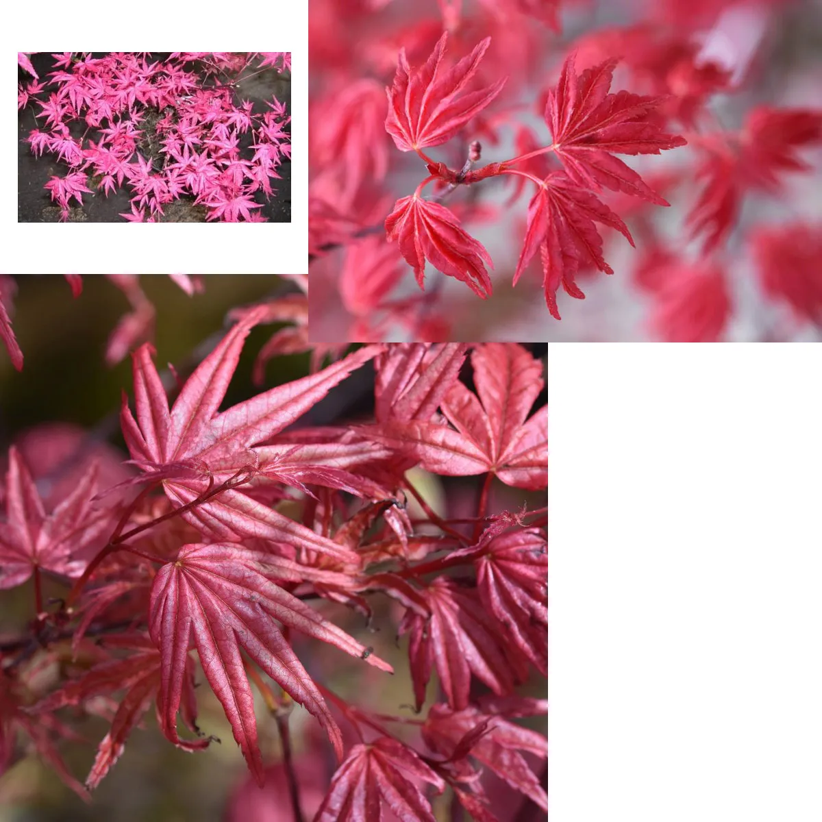 acer palmatum “beni maiko” - slika 5