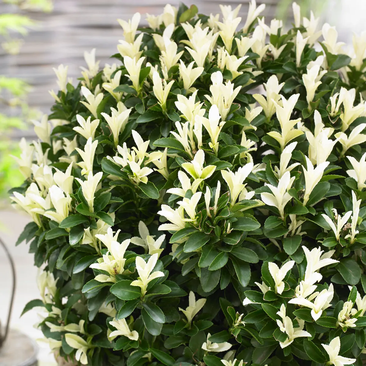 EUONYMUS JAP. “Paloma Blanca” - Nurkovac, Brestovac