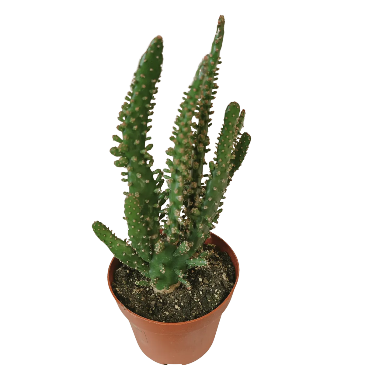 cactus mix - slika 4