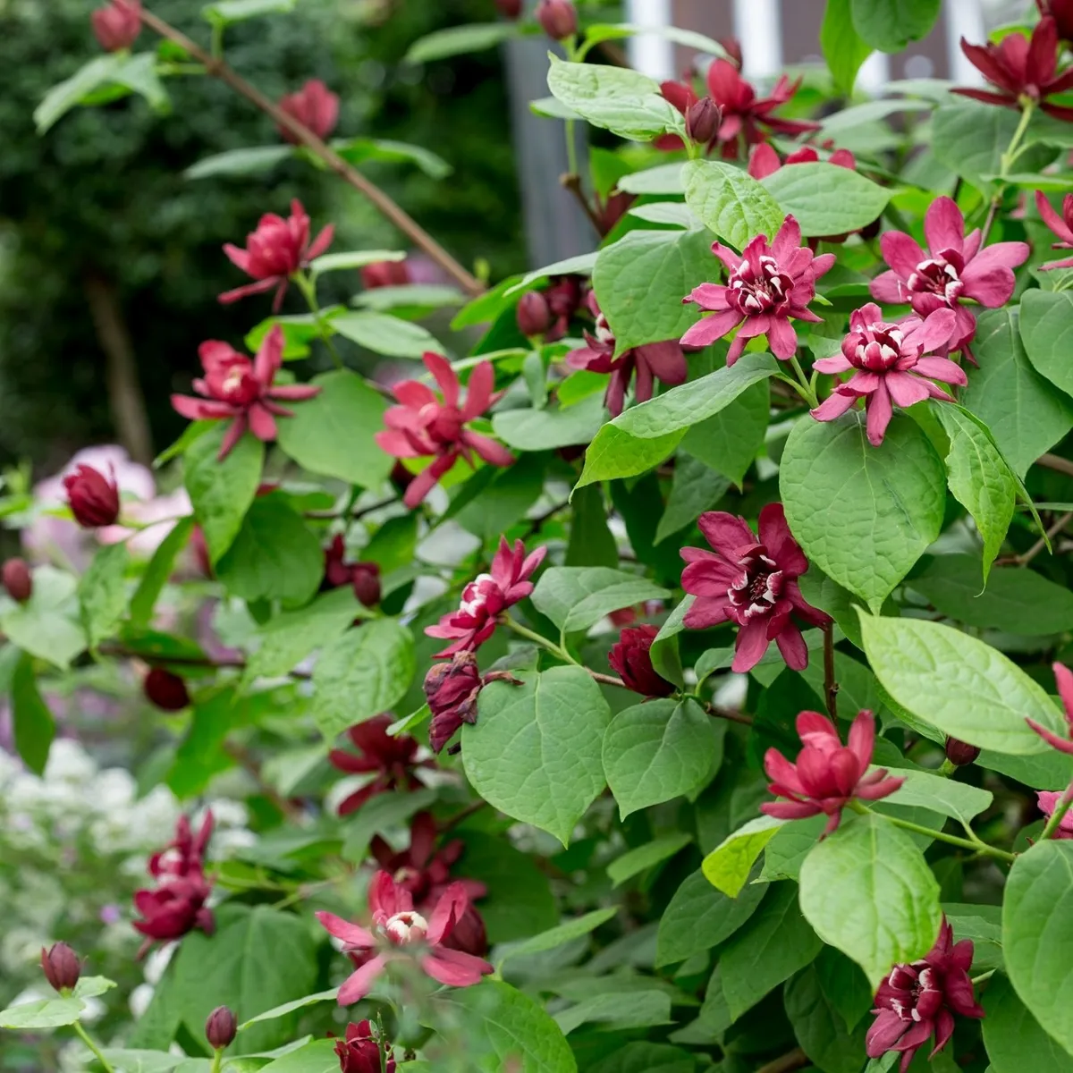 sinocalycalycanthus r. “hartl. wine” - slika 2