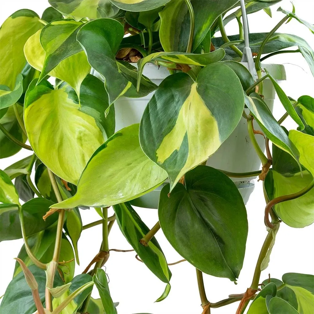 PHILODENDRON SC. ‘Brasil’ - Brestovac