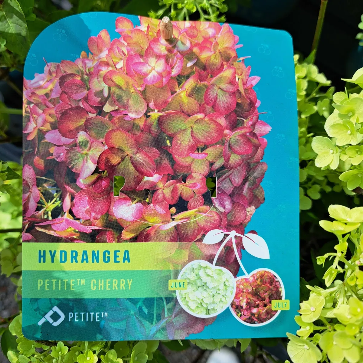 hydrangea p. “petite cherry”/mini hortenzija - slika 3