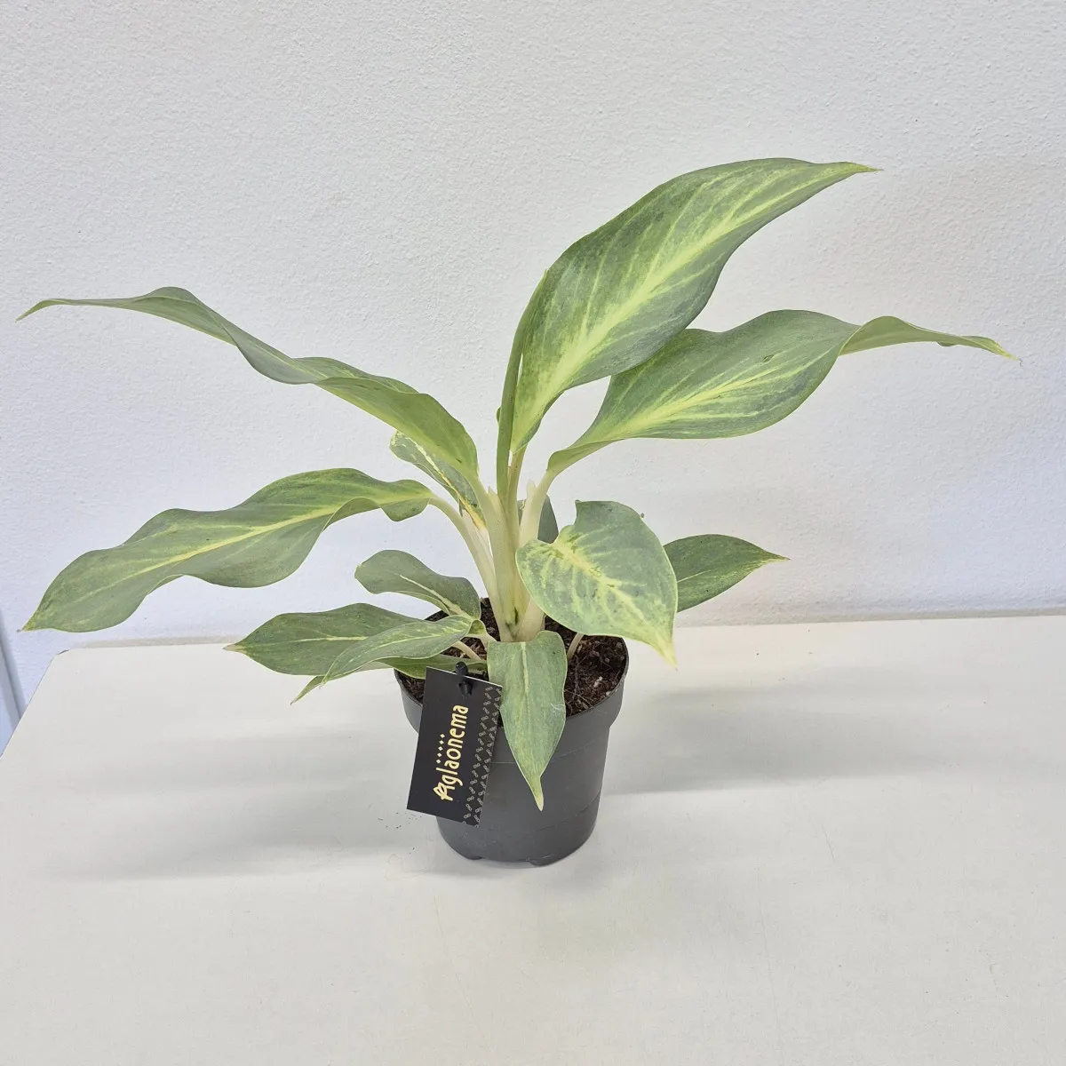 aglaonema “aqua green” - slika 2