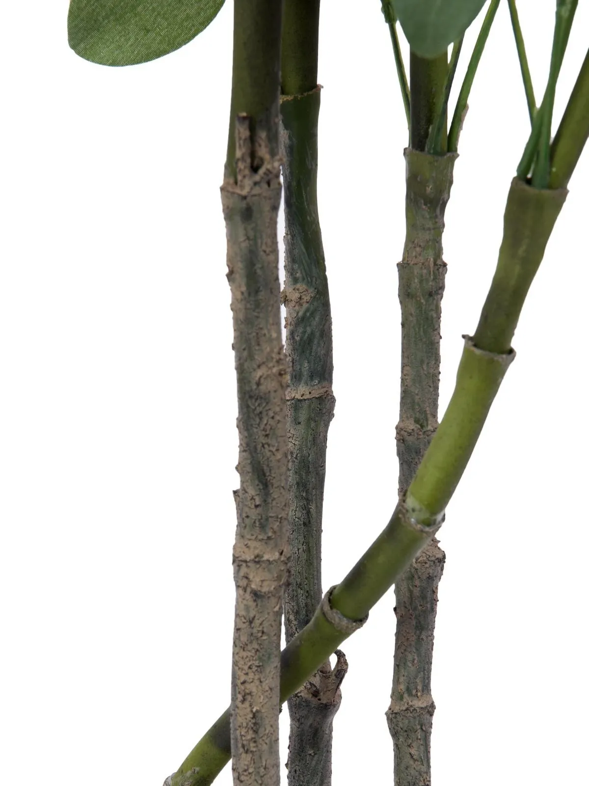 europalms schefflera, 120cm - slika 2
