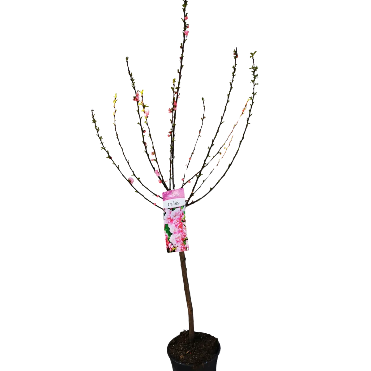 prunus triloba / ukrasni badem - slika 5