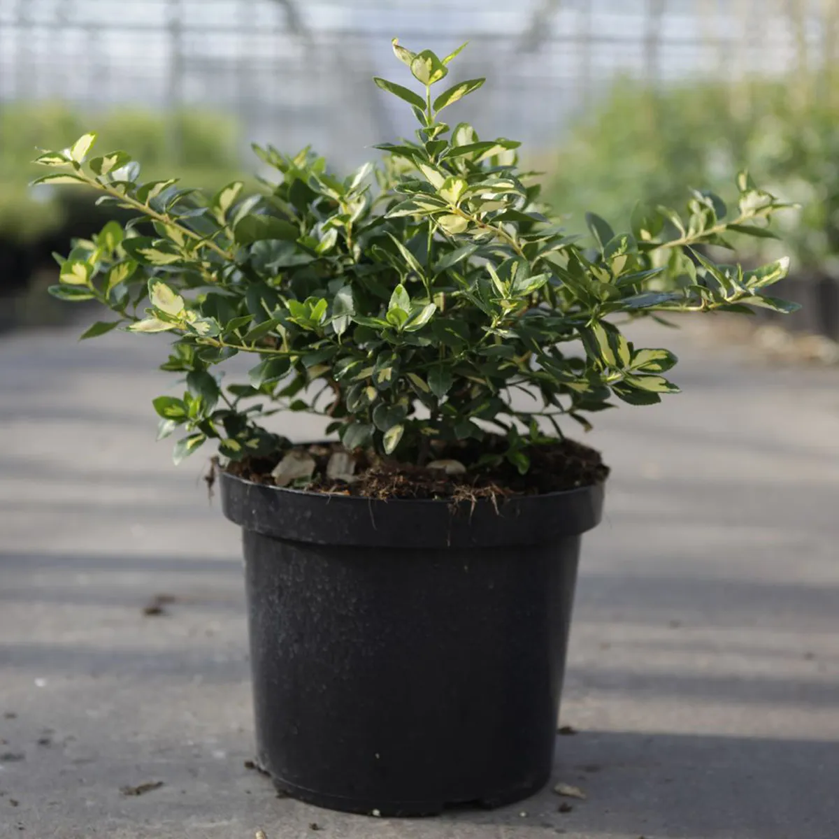 euonymus for. “blondy” - slika 2