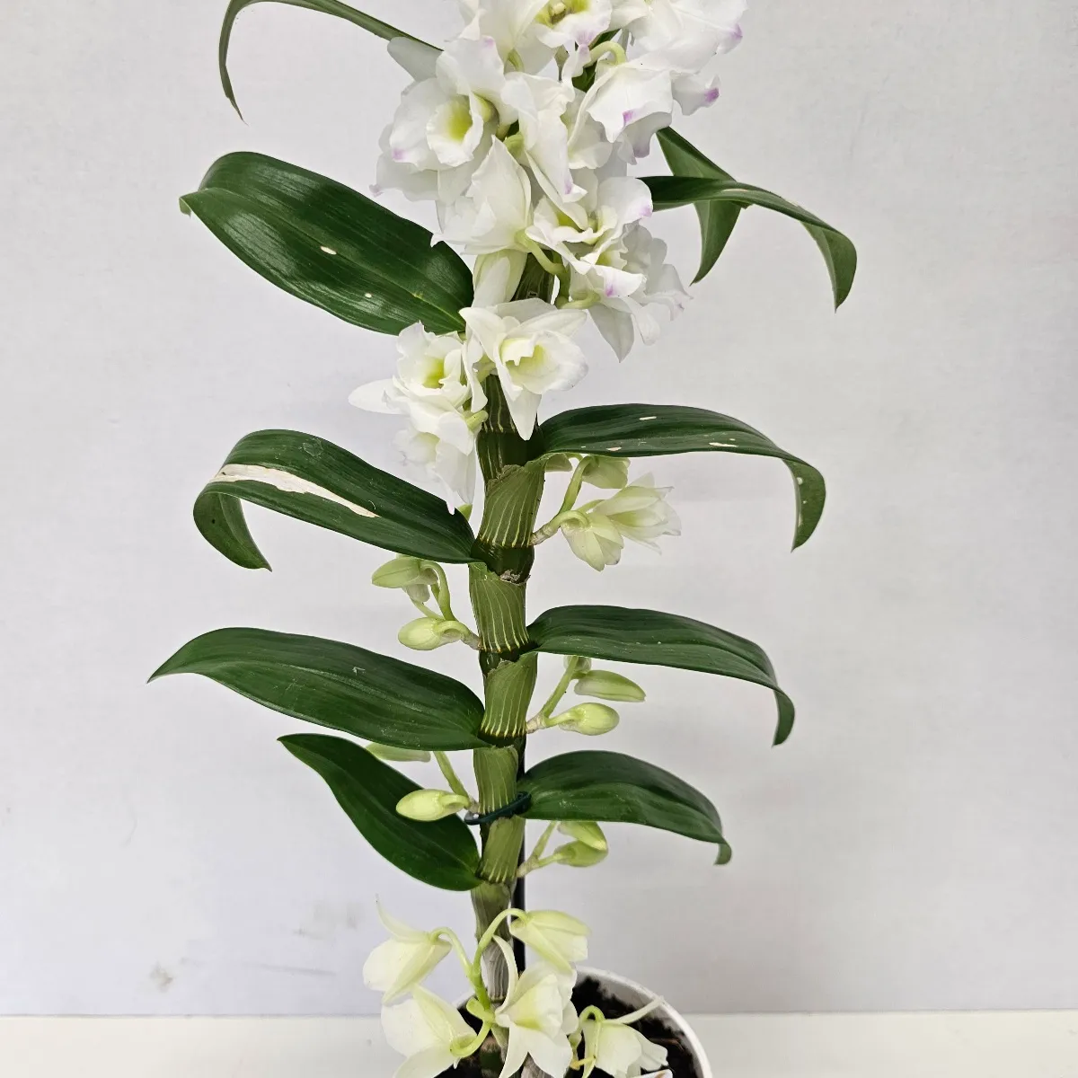 dendrobium nobile/orhideja - slika 3