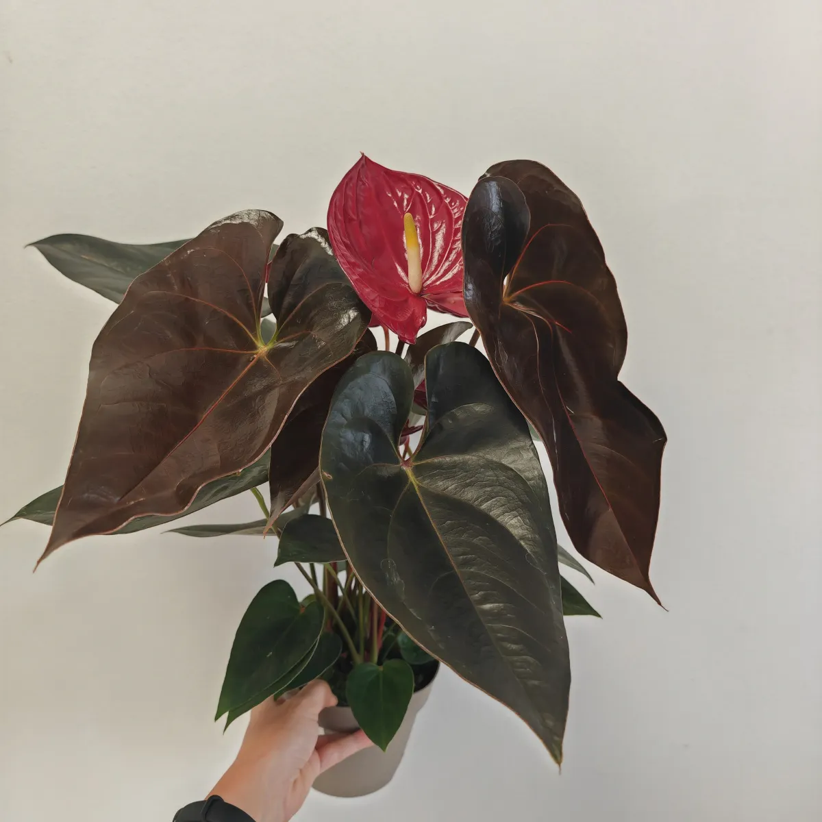 anthurium andr “delicata” - slika 2