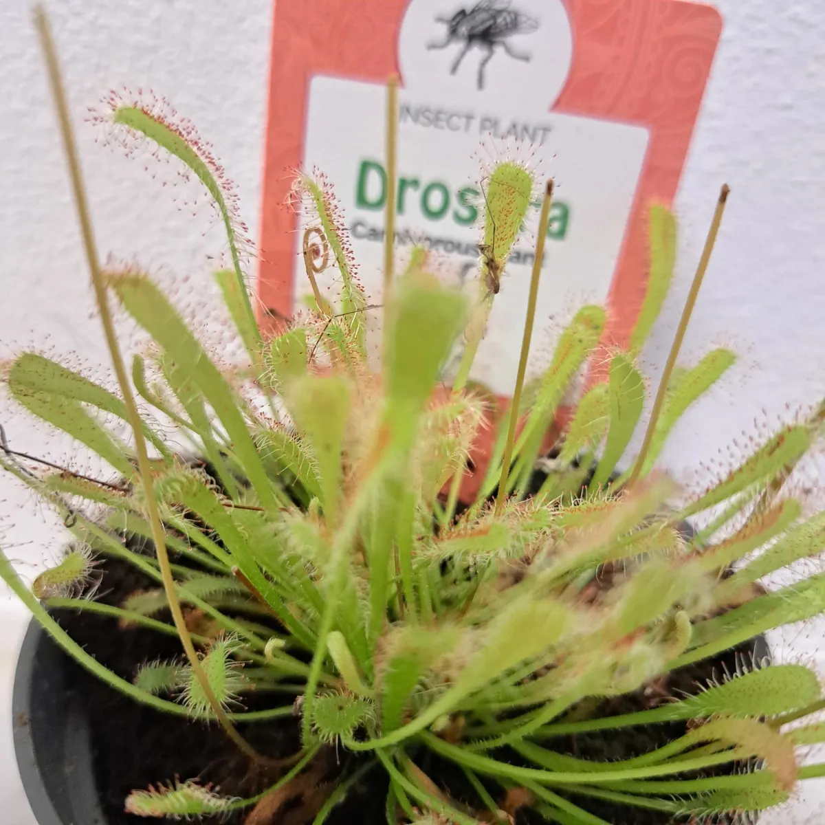 muholovke / drosera - slika 8