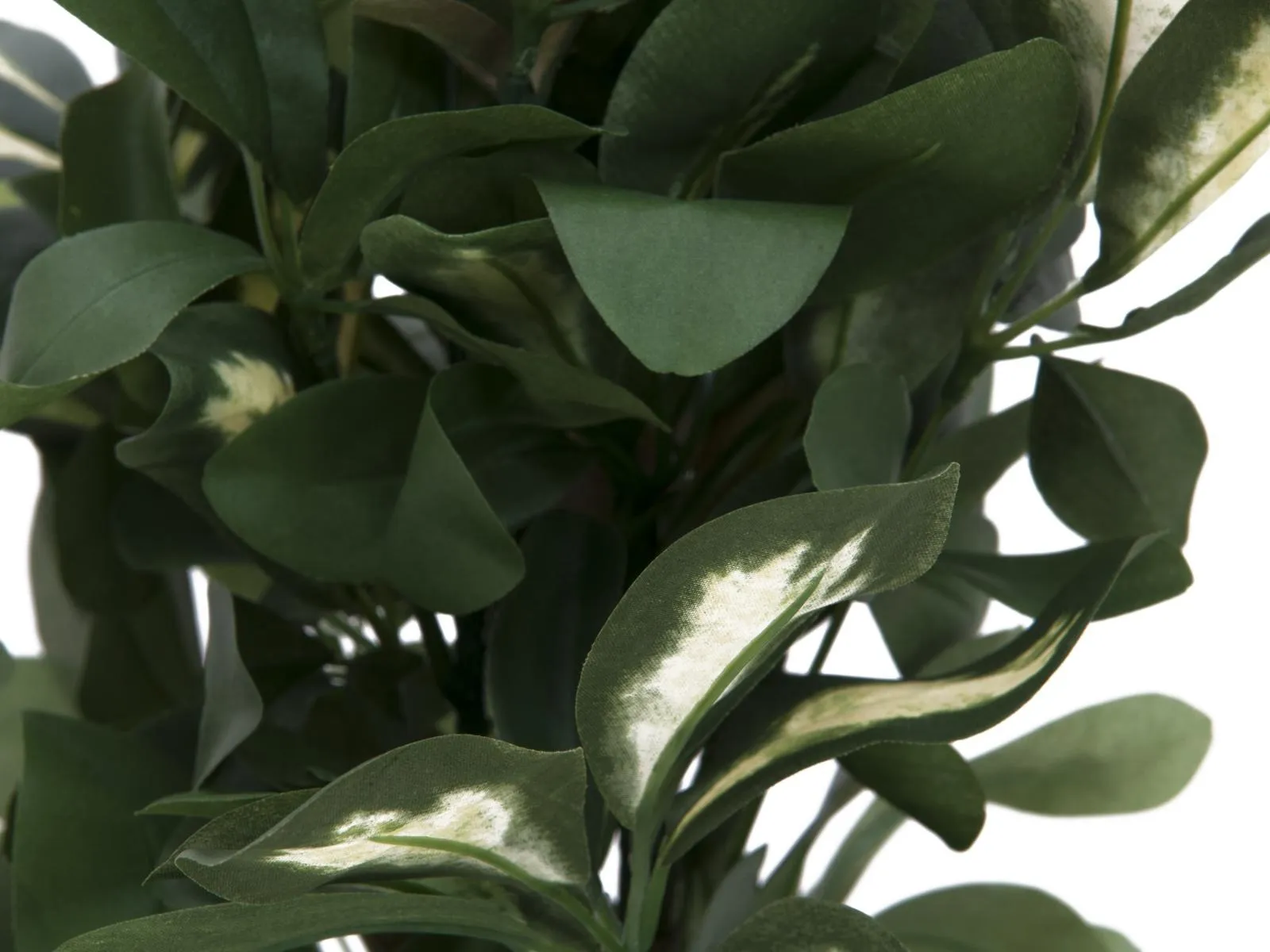 europalms schefflera, 120cm - slika 3