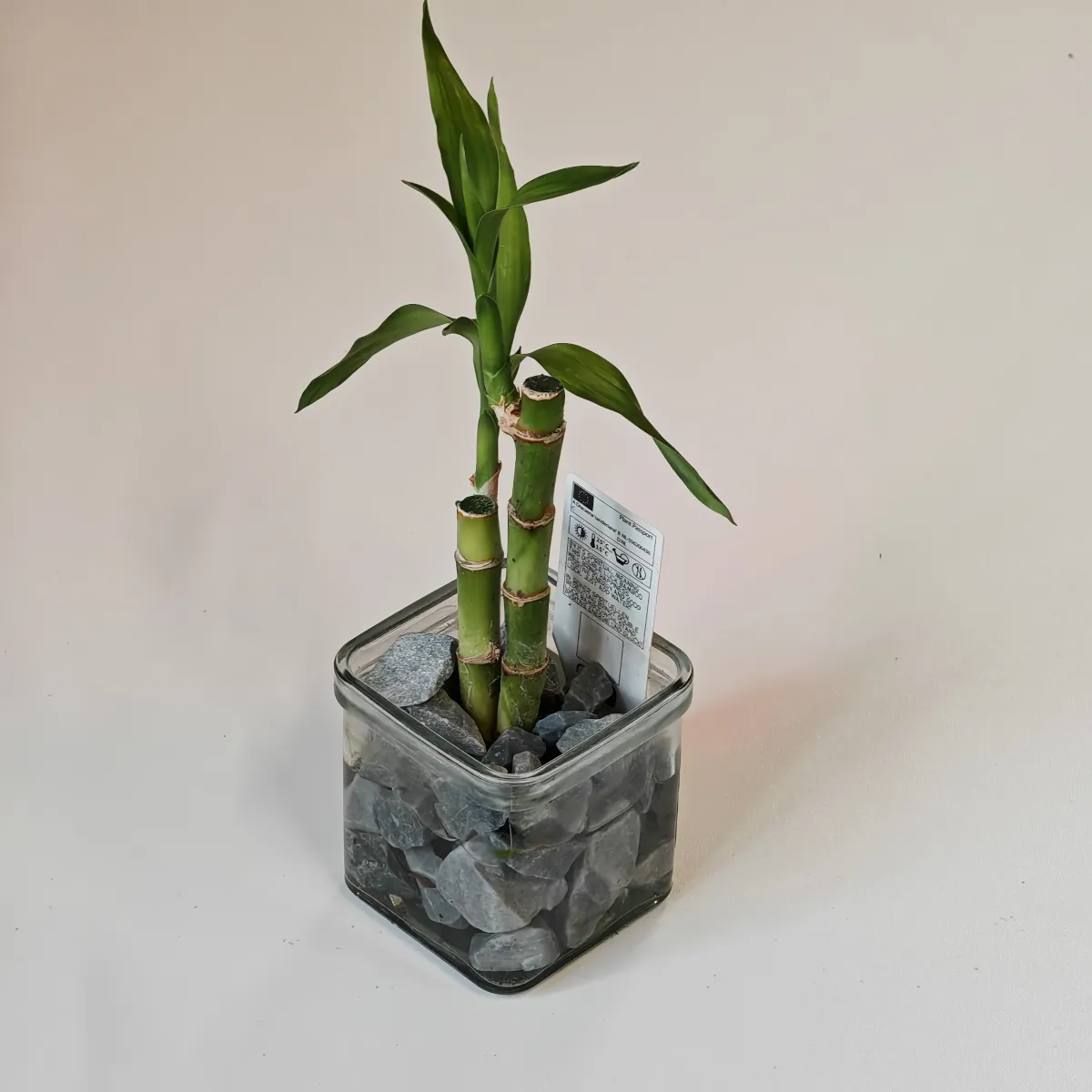 lucky bamboo - slika 3