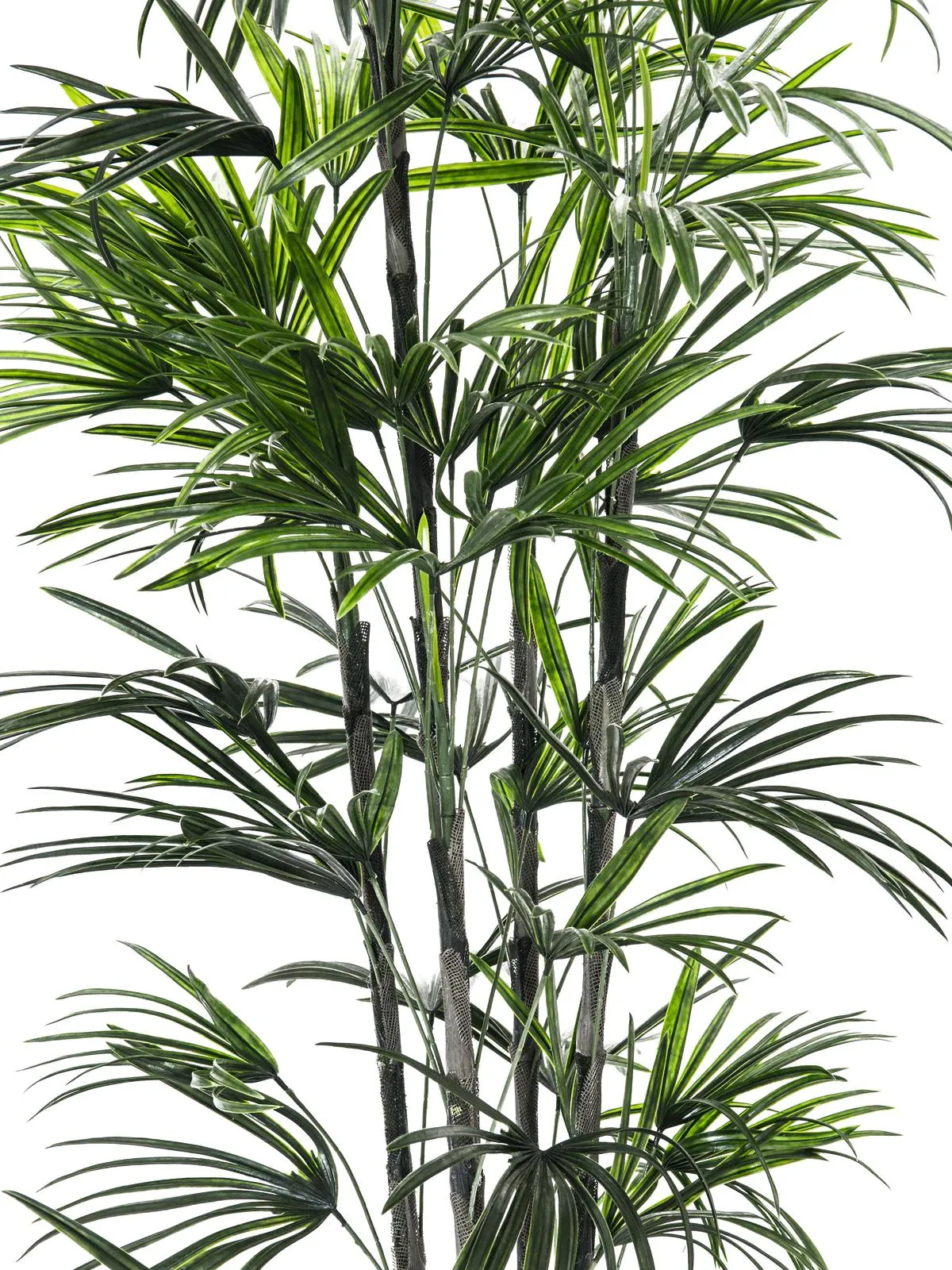 europalms fan palm seedling, 150cm - slika 2
