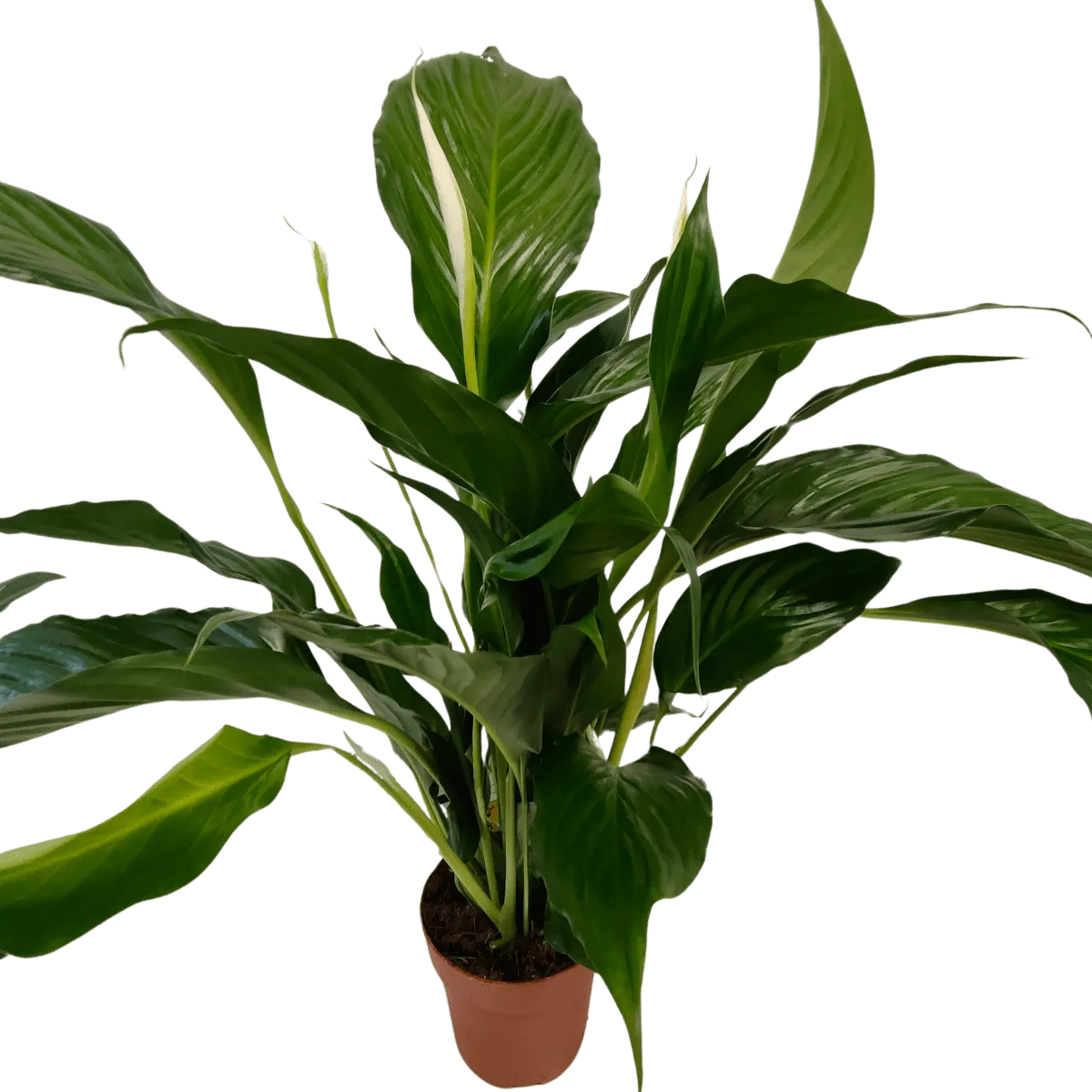 Spathiphyllum “sweet Ricardo” - Brestovac