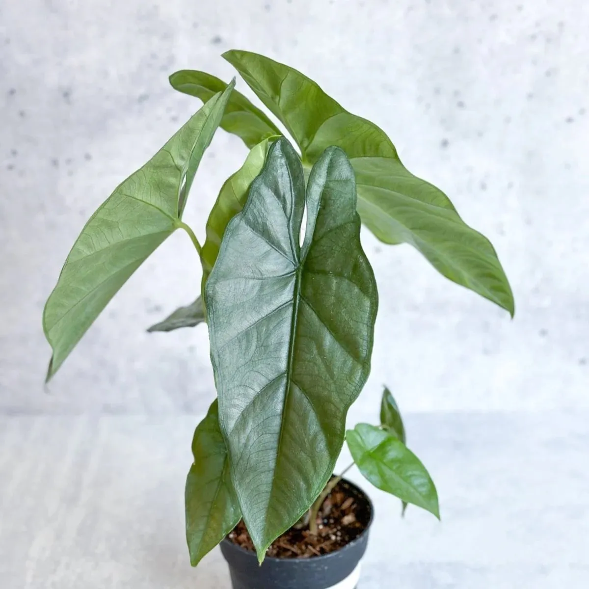 Alocasia Het ‘Corazon’ - Brestovac