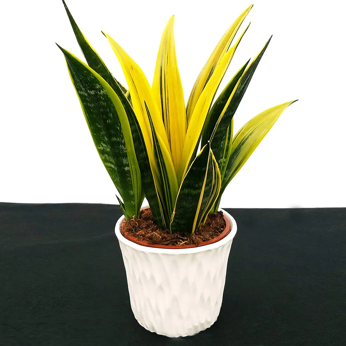sansevieria “golden flame” - slika 2