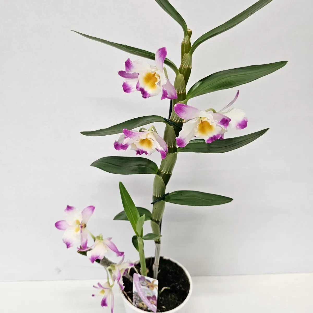 dendrobium nobile/orhideja - slika 4