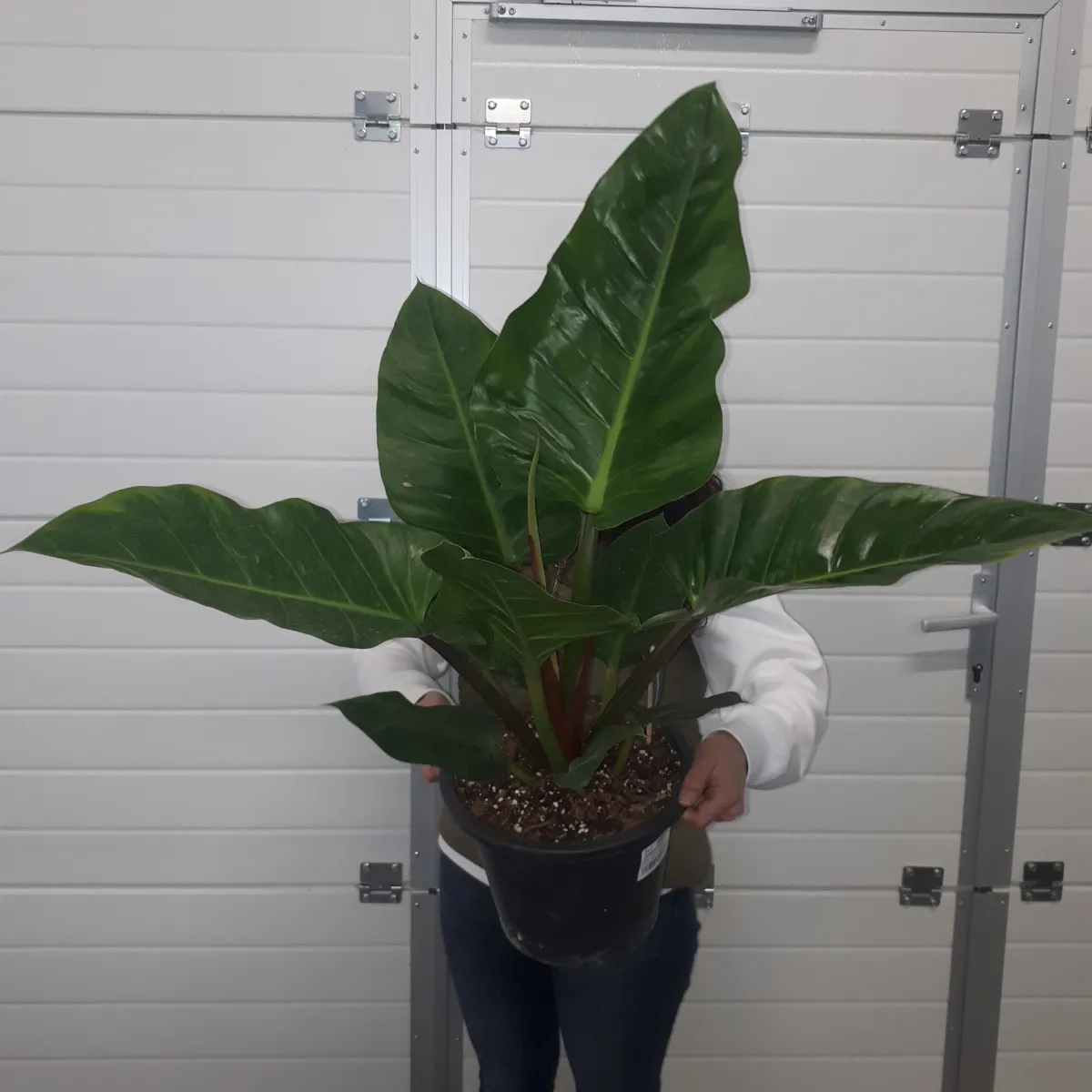 philodendron “melinonii” - slika 2