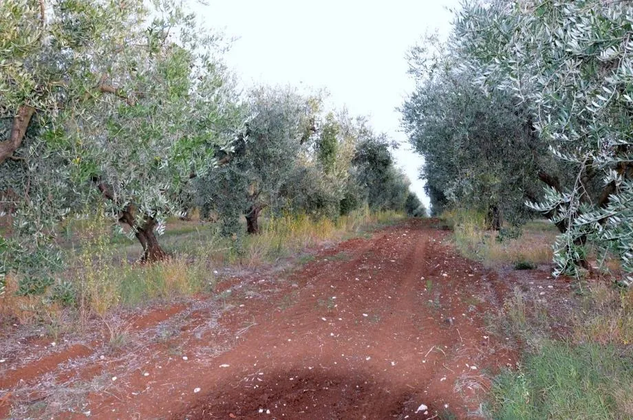 vabriga-lanterna-maslinik na prodaji - slika 2