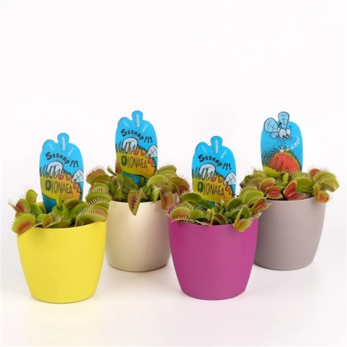 dionaea muscipulata/muholovke - slika 8