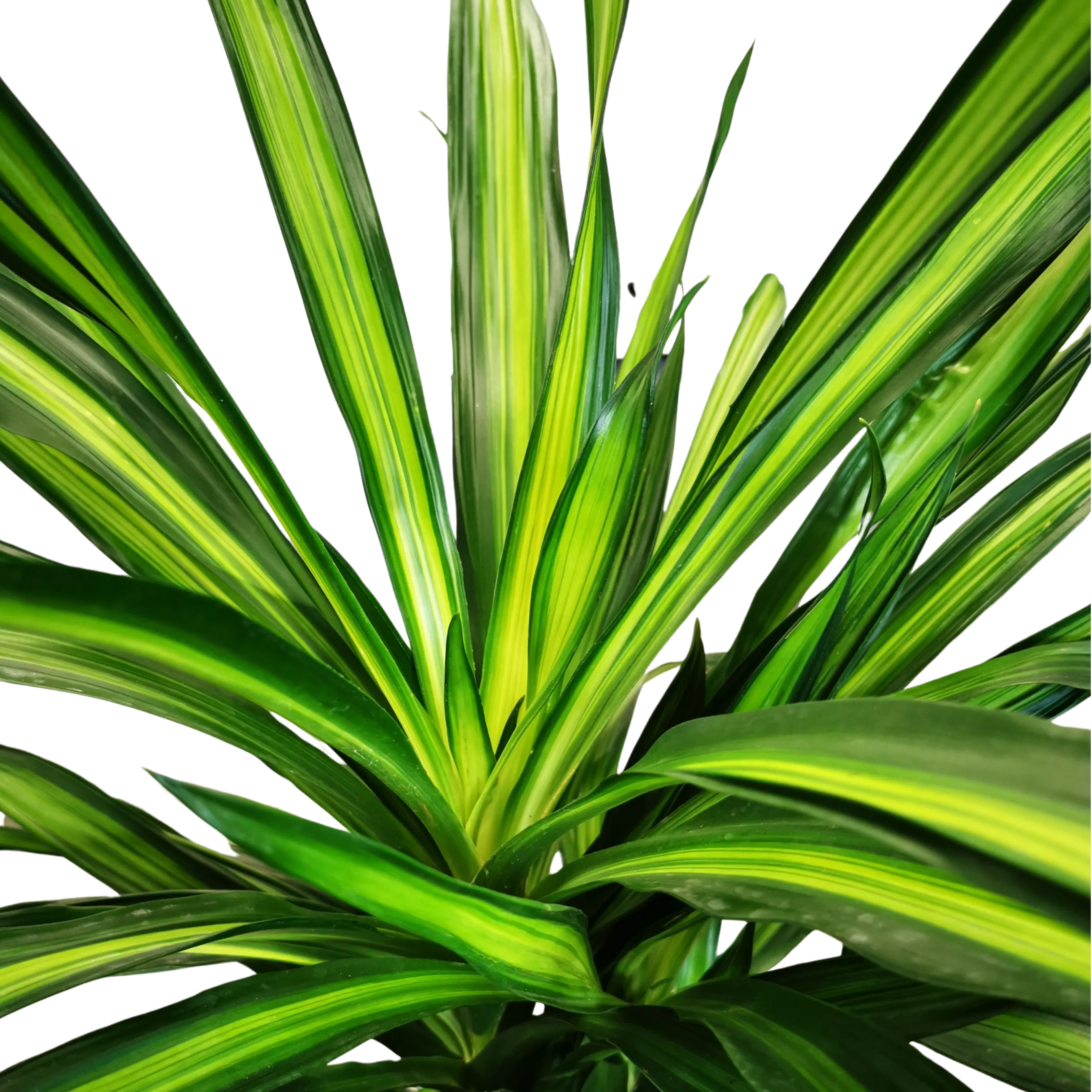 dracena frag. ‘riki’ - slika 4