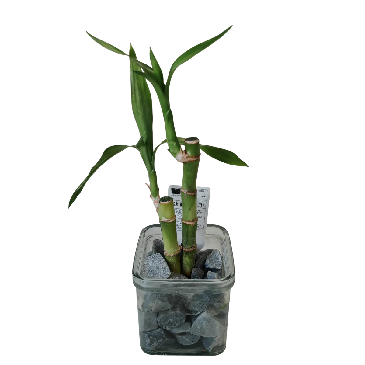 lucky bamboo - slika 2