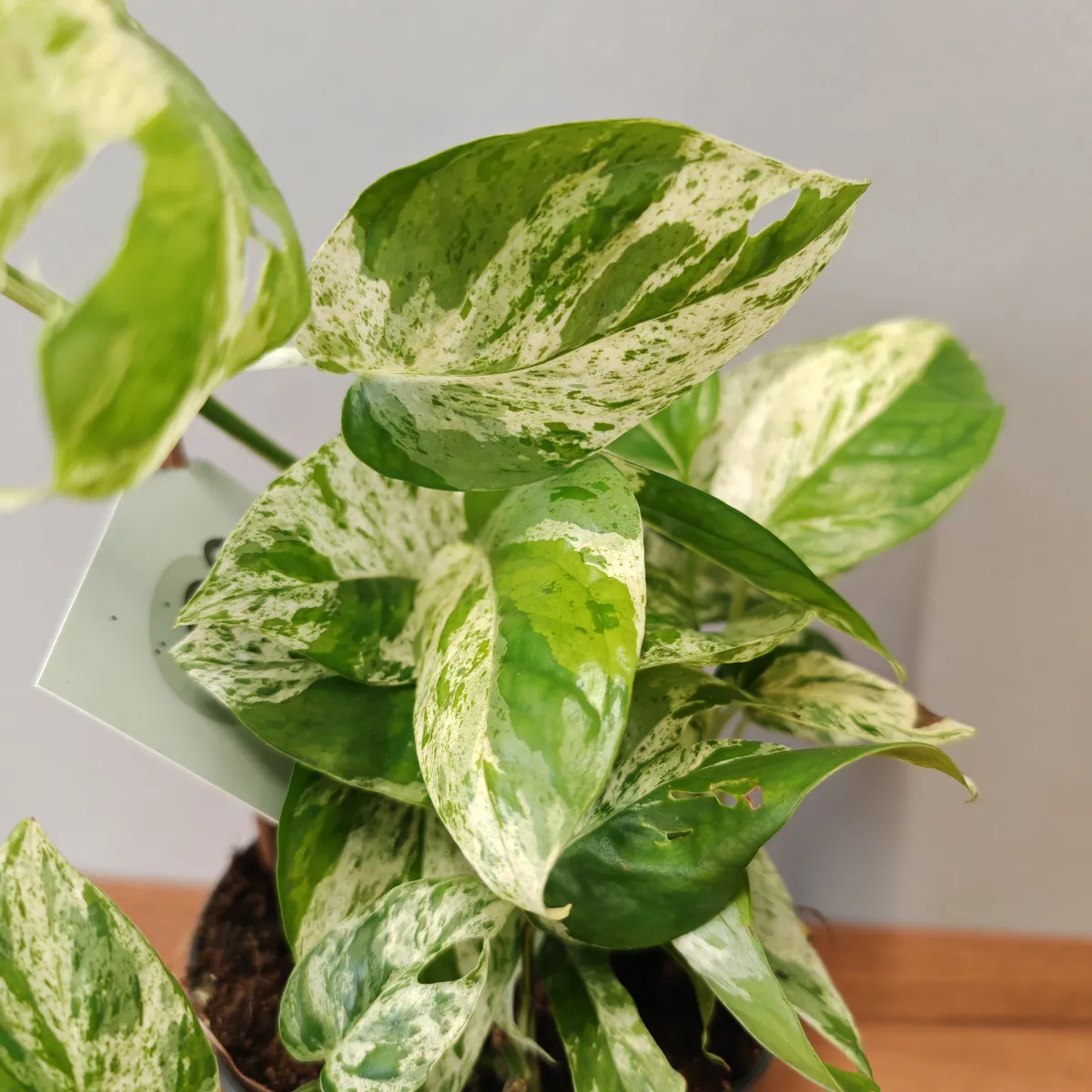 epipremnum pinn “marble variegated” - slika 4