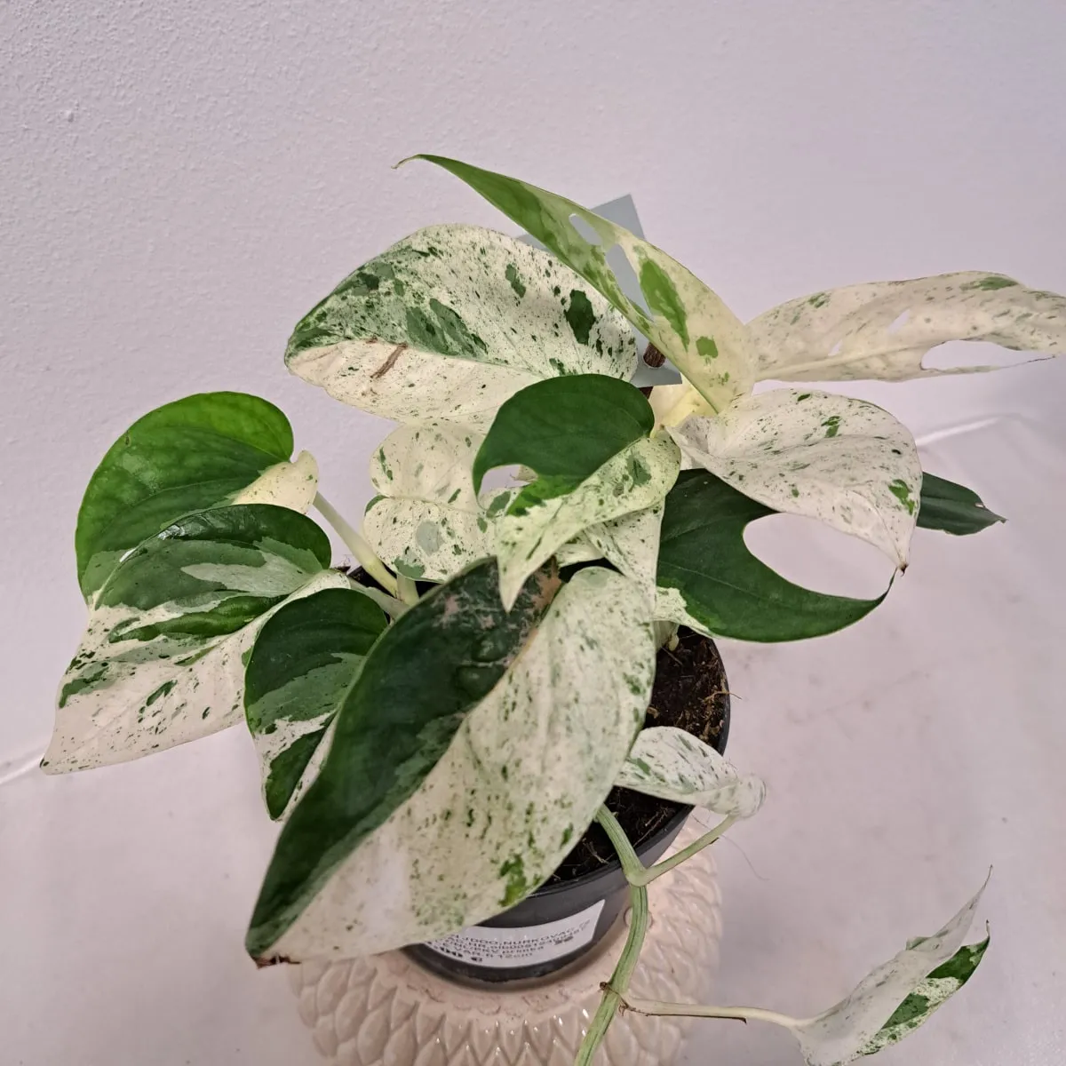 epipremnum pinn “marble variegated” - slika 2