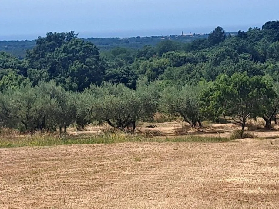 višnjan -građevinsko zemljište pogled more - slika 2