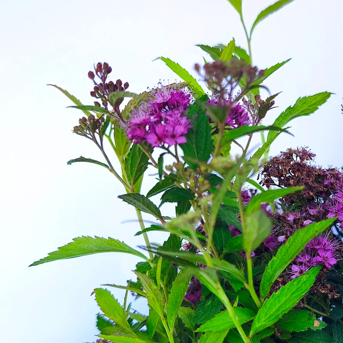 spirea jap. “anthony waterer” - slika 2