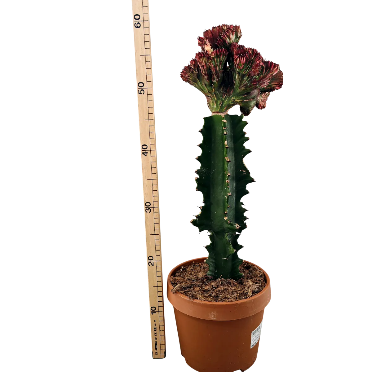euphorbia lactea ”cristata” - slika 3