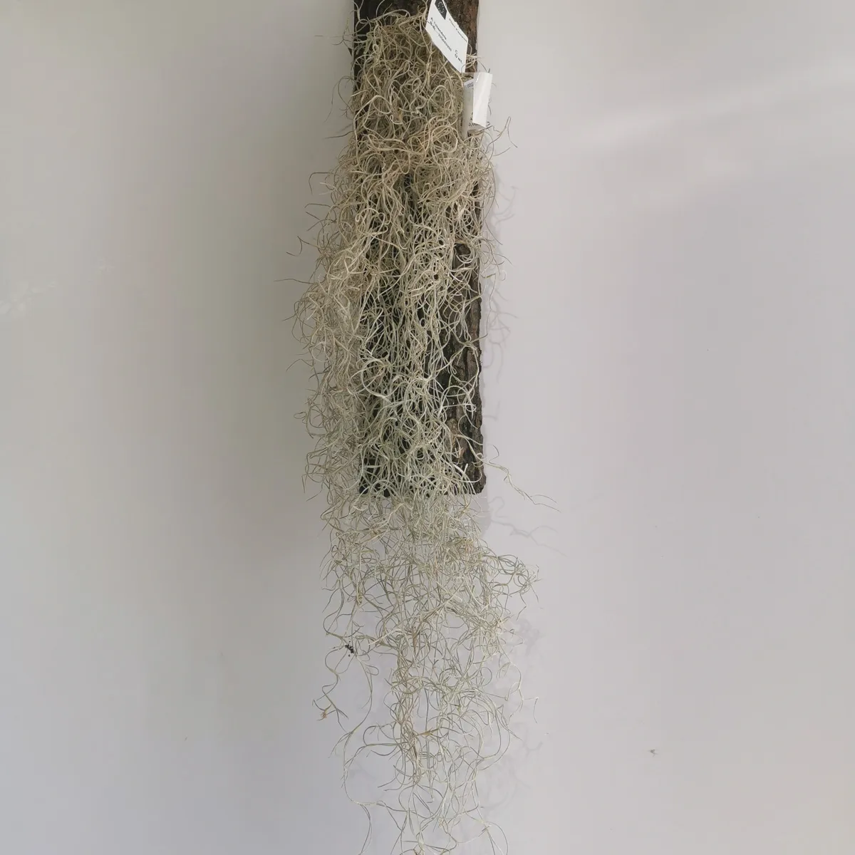 tillandsia ionantha/zračna biljka - slika 2